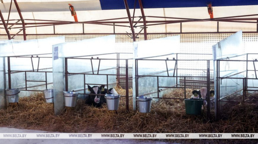 Belarus plans to build 48 dairy farms, over 500 calf nurseries
