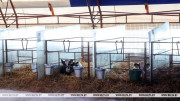 Belarus plans to build 48 dairy farms, over 500 calf nurseries