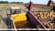 Belarus harvests 74,000 tonnes of potatoes