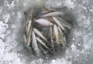 О зимних заморах рыбы