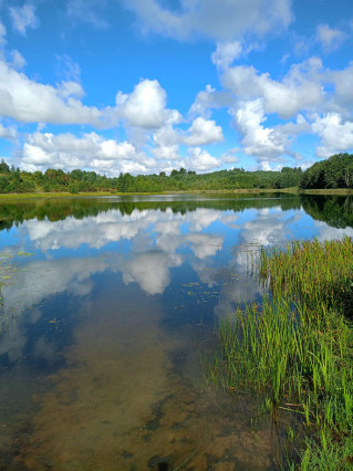 По оперативным данным Витебского областного ОСВОД
