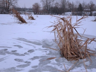 Зимние заморы